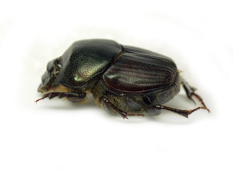 Onthophagus illyricus (Scopoli, 1763)